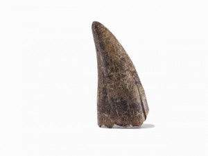 T-Rex Tooth, Wyoming, Cretaceous .